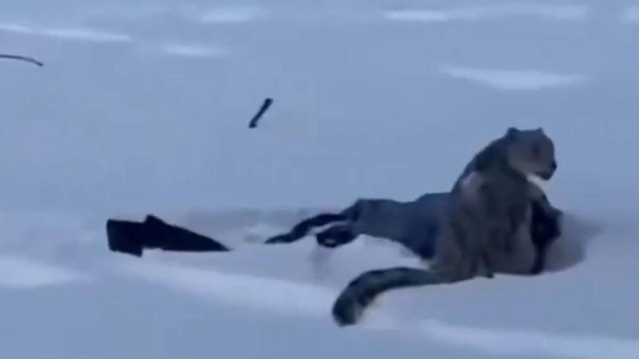 Cina, si avvicina per fotografare un leopardo delle nevi: turista aggredita in un parco Unesco