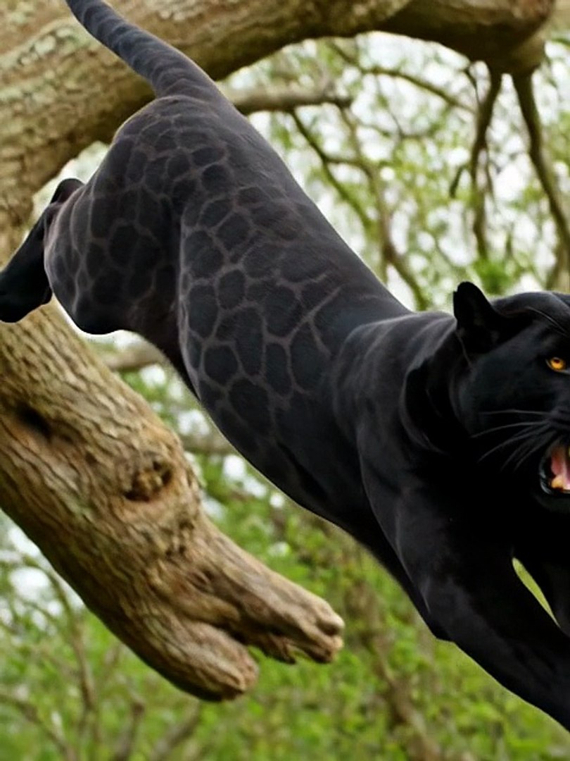 Animals