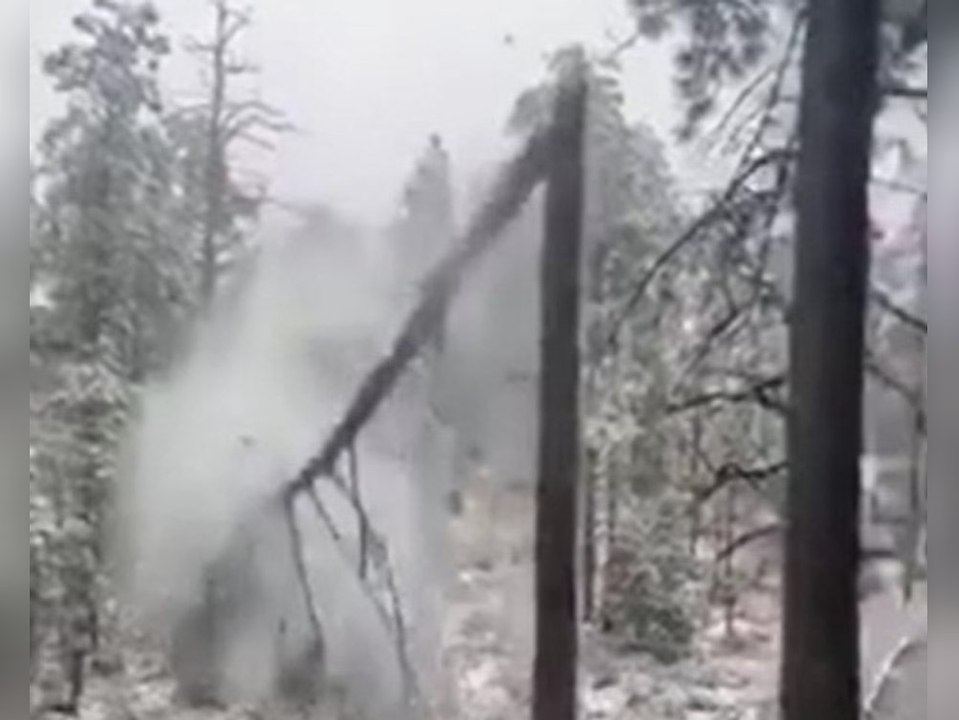 Nach Eisregen: Bäume brechen in der Mitte durch