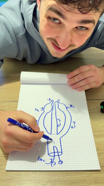 L'anatomie SECRÈTE du kangourou ! #kangourou #dessin #anatomie #science #animaux