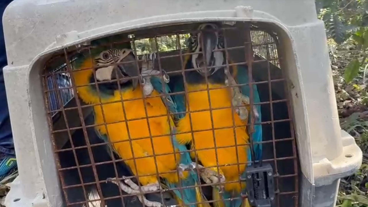 Así fue la emotiva liberación de guacamayas, loros y una zarigüeya víctimas de tráfico ilegal
