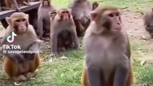 Animal funny video