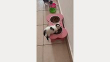 Ultimate Funny Cats Compilation 2026 - Try Not To Laugh! 🐱
