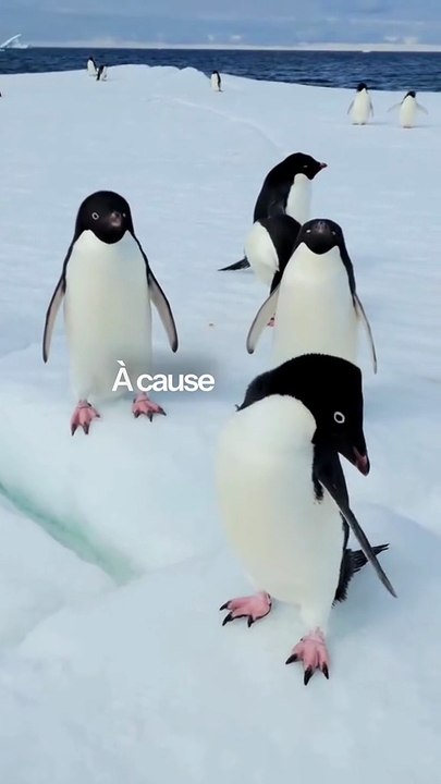 Pas dans la tendance : dans la bonne direction 🐧