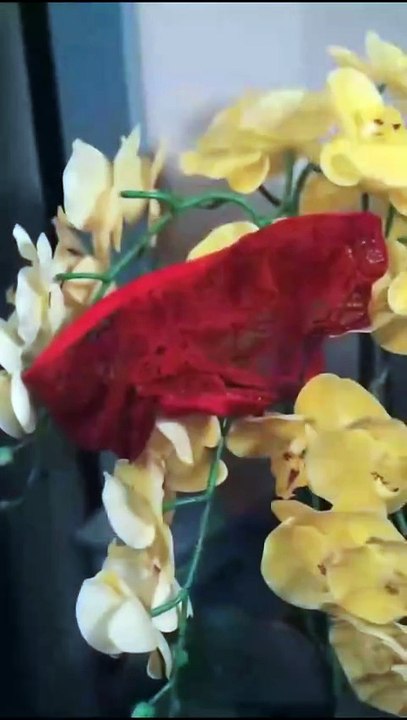 The Assassin's Fury / The Merciless Assassin Unmatched