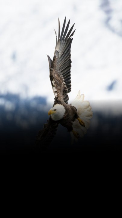 15 U.S. Animals You’re Legally Forbidden to Touch