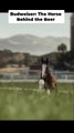Budweiser Introduces a New Generation of Clydesdales in Super Bowl LX Teaser “Foal”