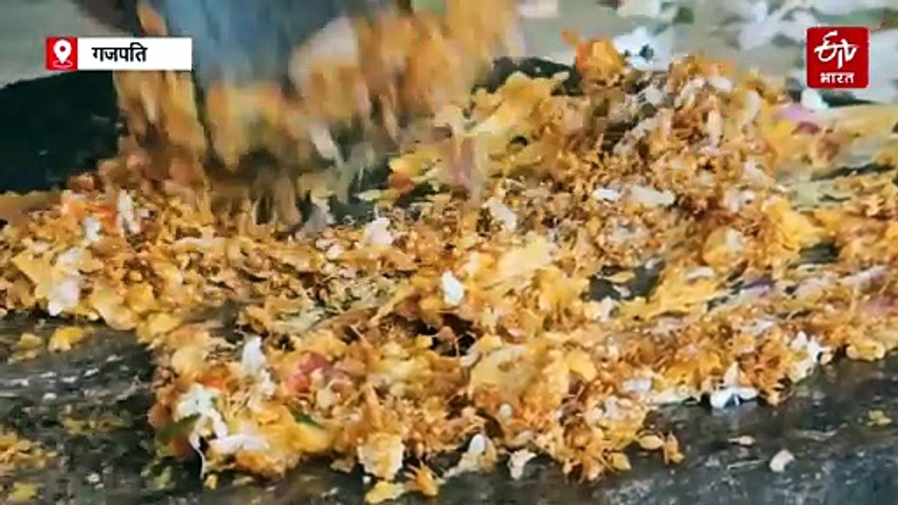ओडिशा में गजपति के आदिवासी सदियों से इम्यूनिटी के लिए 'काई' लाल चींटी की चटनी पर क्यों निर्भर हैं?