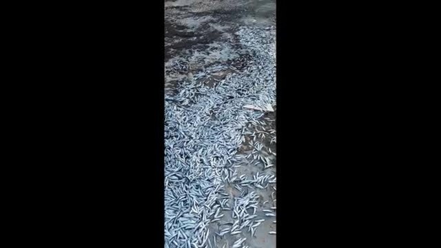 Bari, migliaia di sardine invadono il porto Santo Spirito: il giallo delle cause