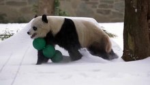 pandas brincam na neve nos EUA