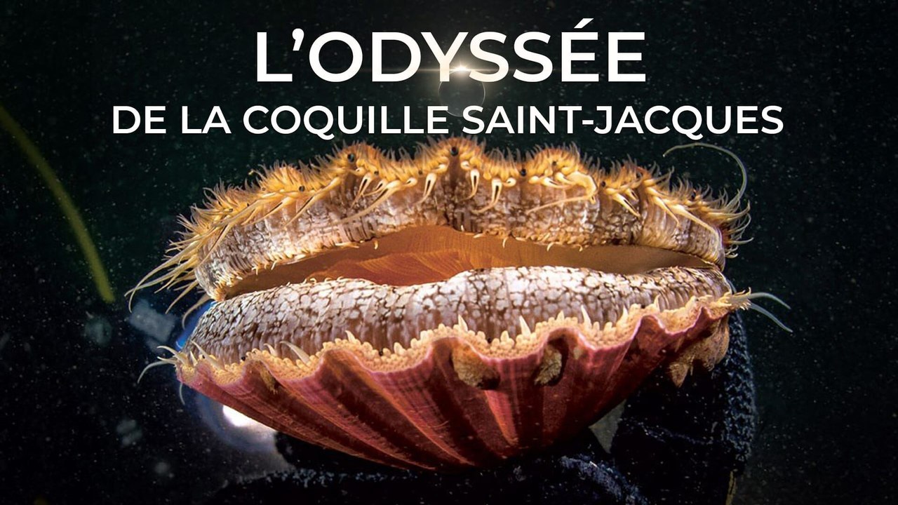 L'odyssée de la coquille Saint-Jacques