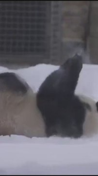 Pandas descubren la nieve en Washington