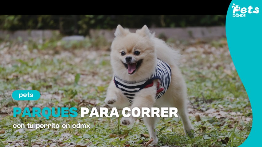 Parques para ir a correr con tu perrito en CDMX