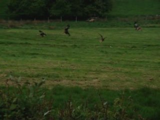 Red Kite Feed