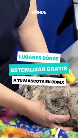 ¿Dónde esterilizar GRATIS a tu mascota en CDMX? 🐶