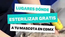 ¿Dónde esterilizar GRATIS a tu mascota en CDMX? 🐶
