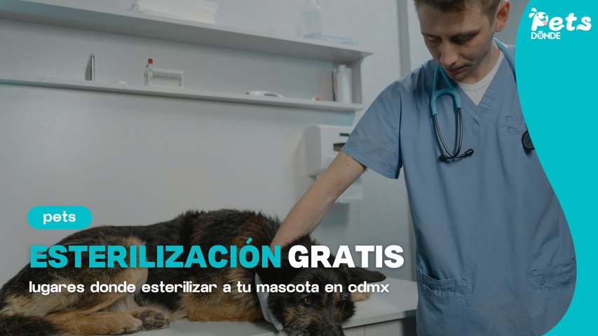 ¿Dónde esterilizar GRATIS a tu mascota en CDMX? 🐶