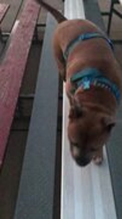 Dog Slips Off Steps