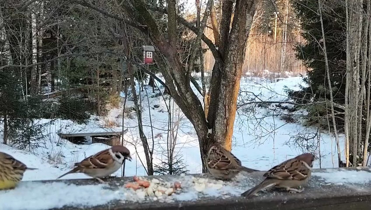 Tree Sparrows Feeding in the Backyard