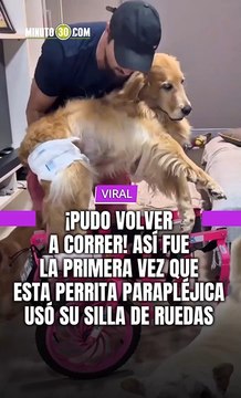 ¡PUDO VOLVER A CORRER! Así fue la primera vez que esta perrita parapléjica usó su silla de ruedas