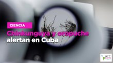 Chinkunguya y oropuche alertan en Cuba