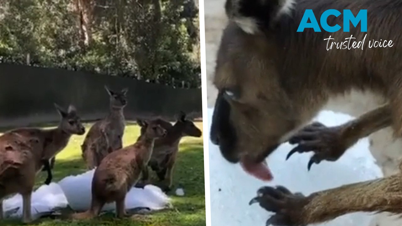 Ice baths and shady spots: how zoo animals keep cool during a heatwave