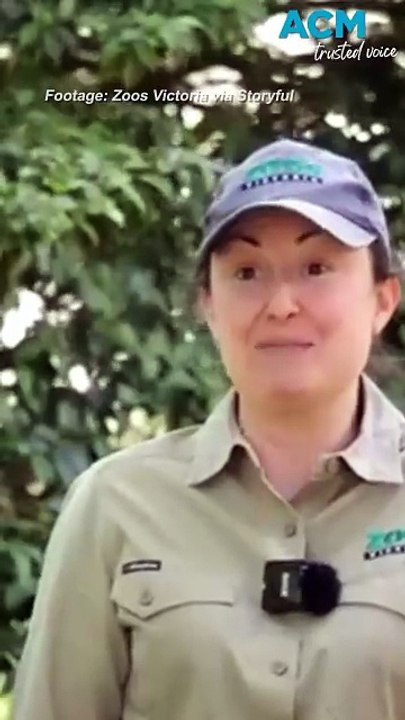 Ice baths and shady spots: how zoo animals keep cool during a heatwave