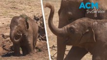 Elephants enjoy a 'spa' day during heatwave