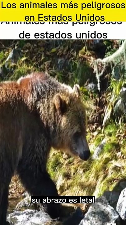 los tres animales más peligrosos en Estados Unidos#FaunaPeligrosaEEUU#RiesgoEnCarretera#AnimalesVenenosos