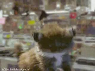 Gatti pazzi