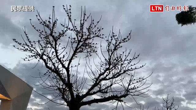 國3清水服務區麻雀「大爆發」 高公局曝原因