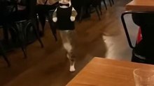 A cat work in restaurants as a waiter 😱😂