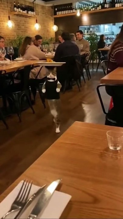 A cat work in restaurants as a waiter 😱😂
