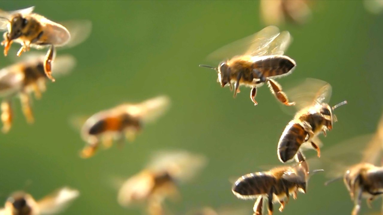 Bees May Have a Greater Capacity for Cooperatio...