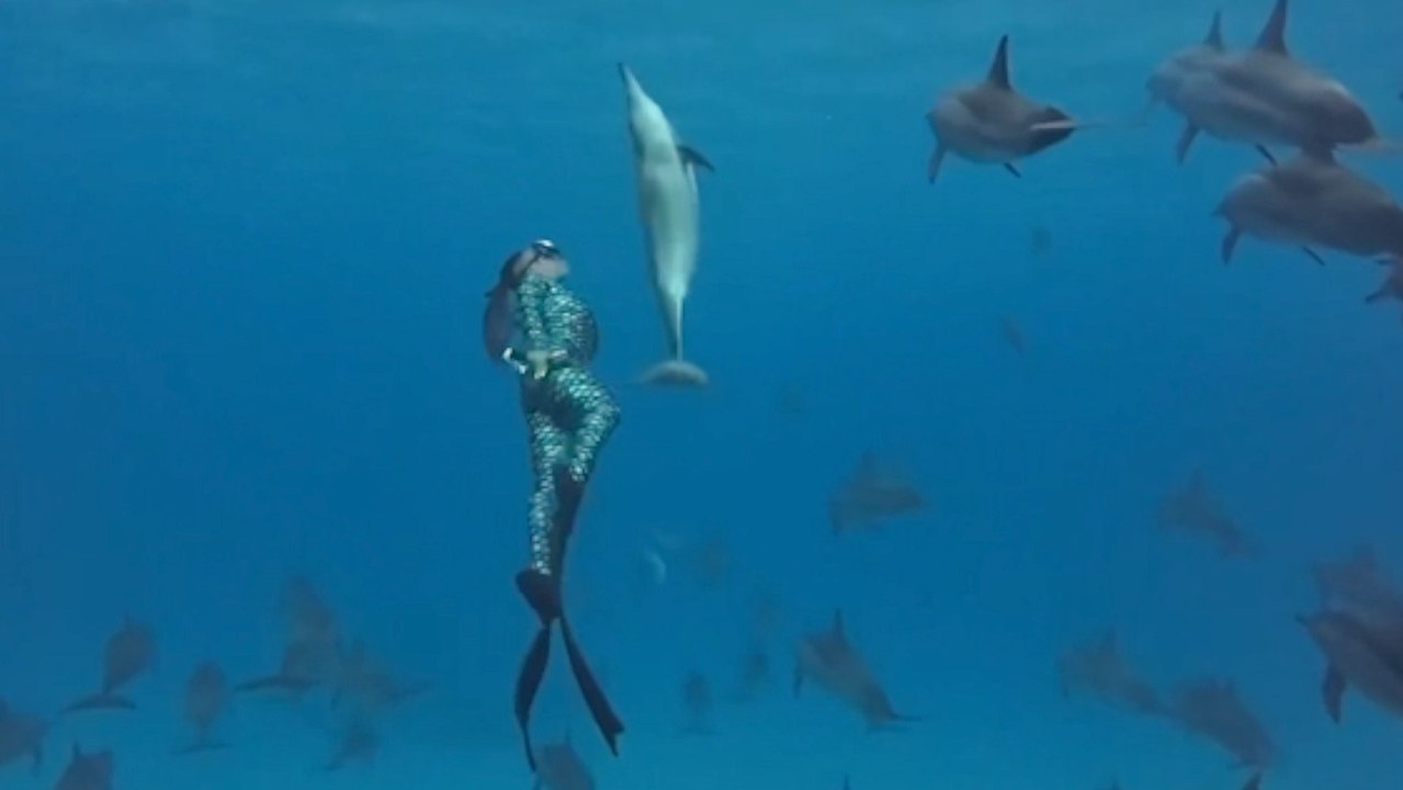 A Dolphin Matched a Freediver’s Movements in a Rare Red Sea Moment