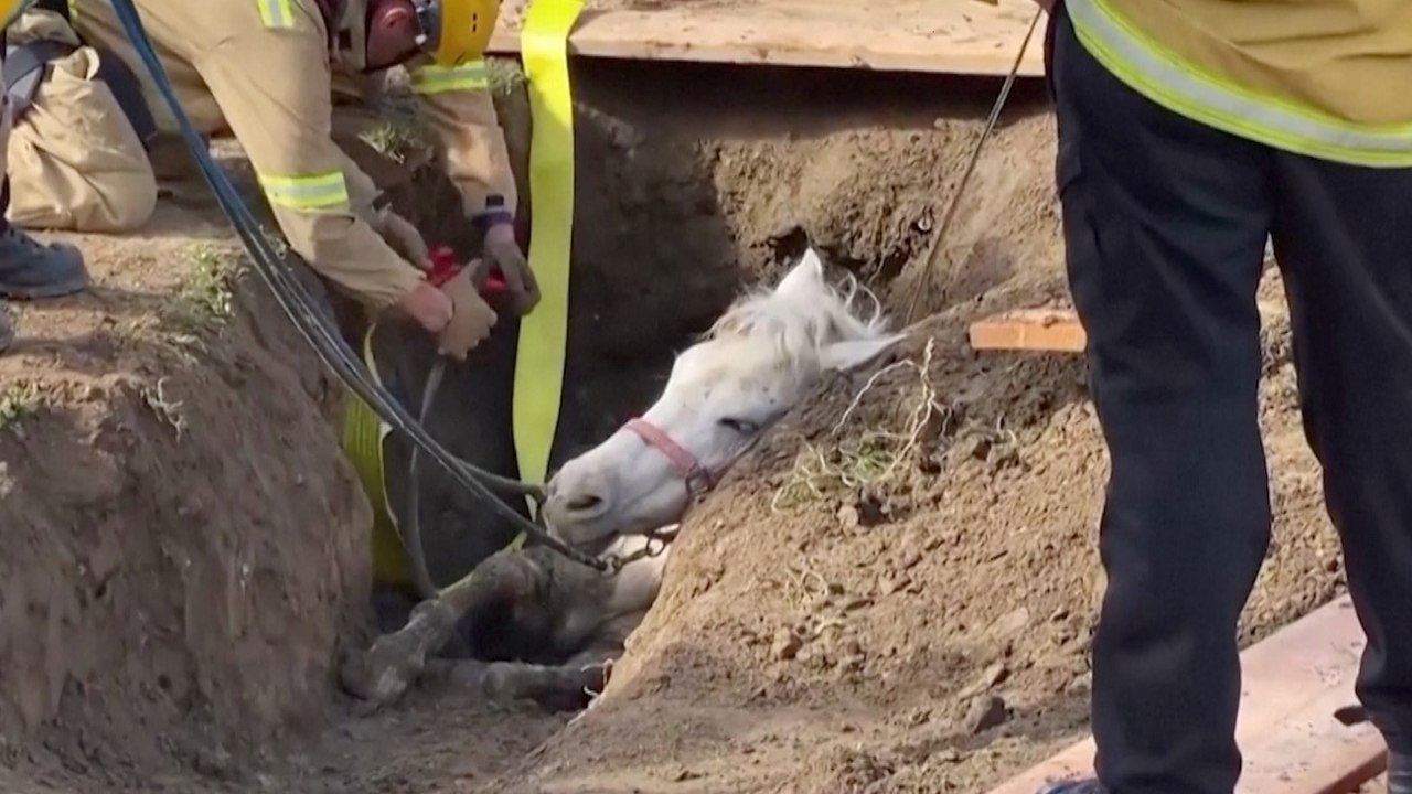 LA Firefighters Pulled a Horse to Safety After...