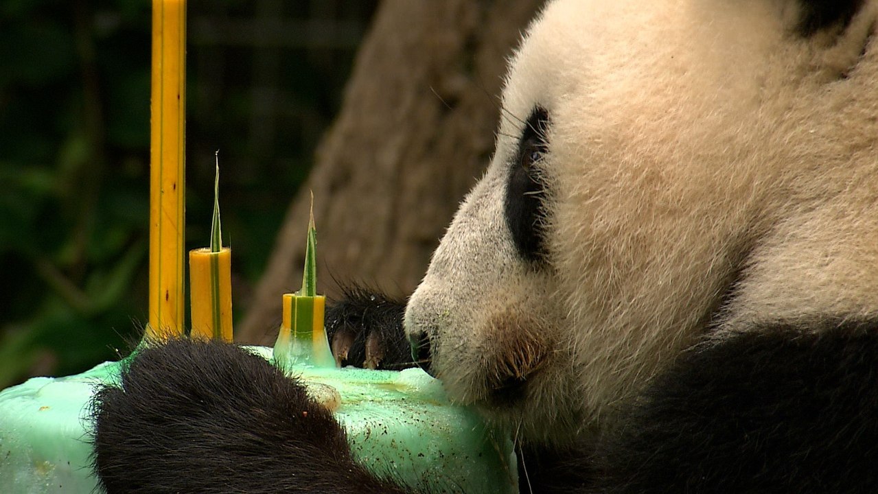 A Frozen Treat for These Adorable Panda Cubs Is Just What the Doctor Ordered