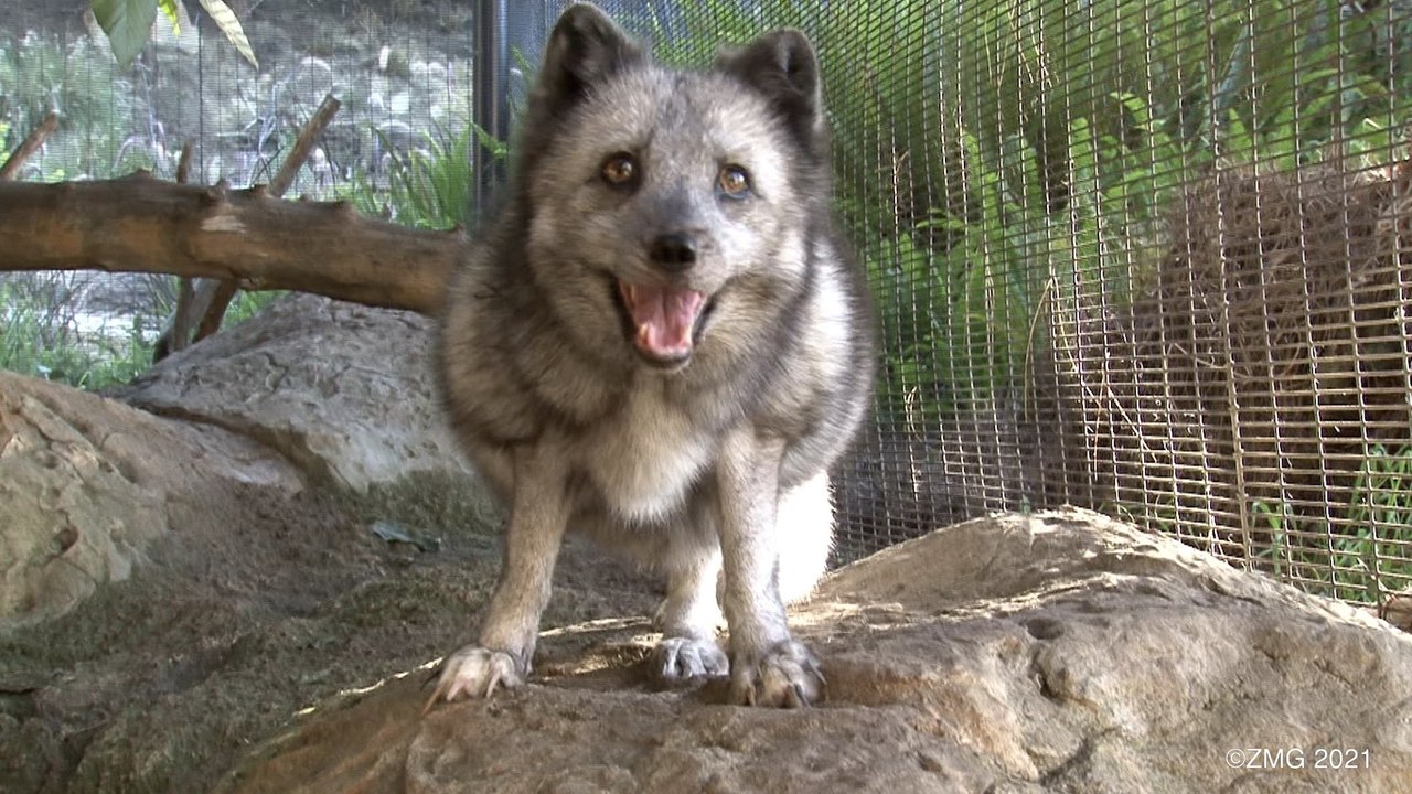 Researchers Say Arctic Foxes May Live Longer Than Previously Believed