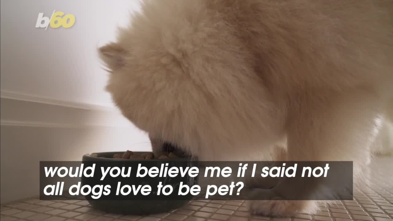 How to Tell When Your Dog Doesn’t Want to Be Pet