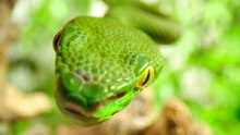 How Global Warming Could Make Dangerous Snakebites More Likely