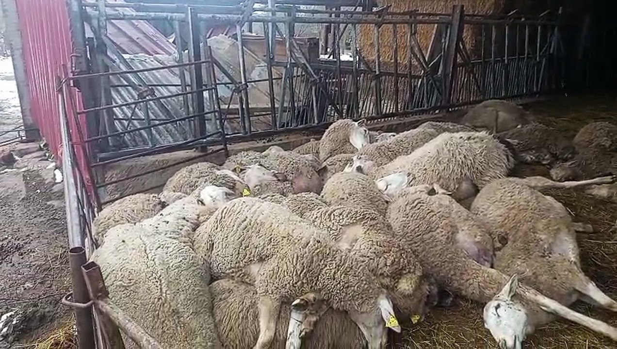 Ovejas muertas