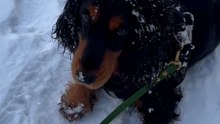 Chiens et hiver : astuces pour éviter les accidents