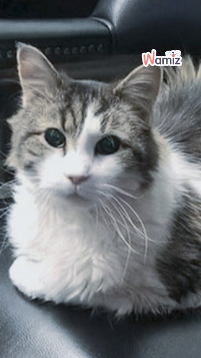 La tendre mission d'un chat extraordinaire