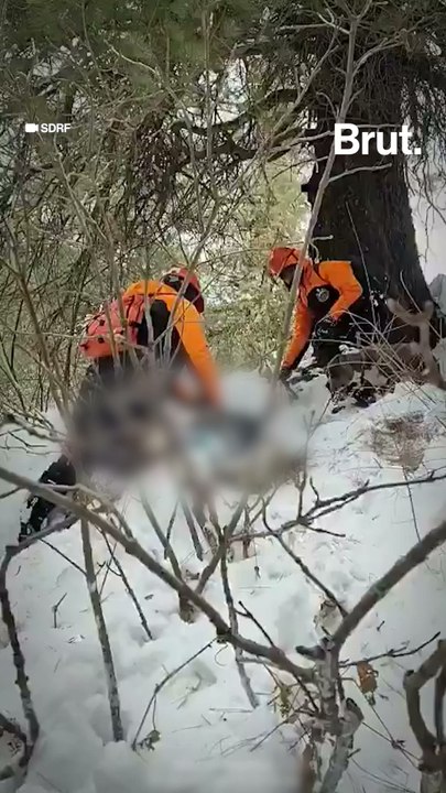 Two boys went missing in Himachal’s snow but their dog stayed till the end…