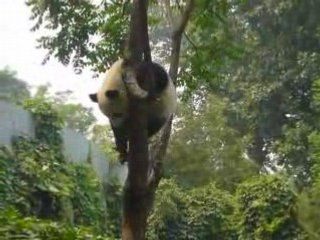 Le panda du zoo de Pekin