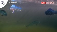 獨家》水試所成功研發鬼頭刀完全養殖技術 肉質含油量不輸鮪魚