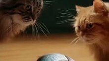 Two Cats Fight Over One Fish – "Mine!" "No, Mine!" 😂 Funny Cat Comedy | Viral AI Short