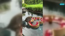 Monkey Steals Floating Breakfast and Turns Pool Into Chaos
