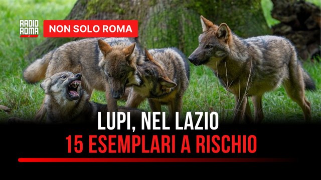 Nel Lazio 15 esemplari di lupo rischiano di essere abbattuti: ecco cosa sta succedendo