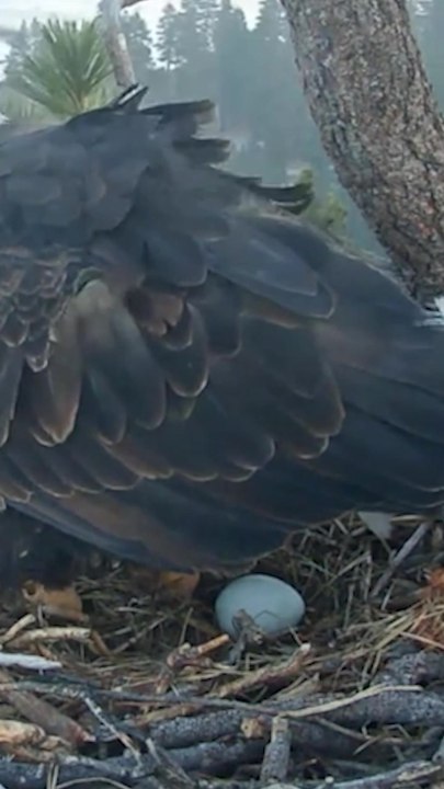 Bald eagle beaus Jackie and Shadow welcome first egg of the new year